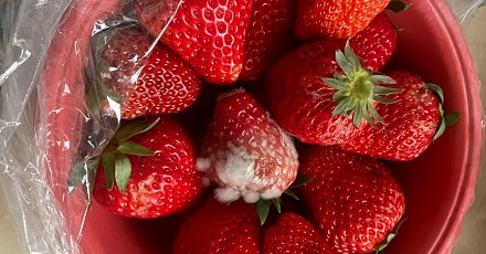 一盆草莓里有一个发霉，最好别吃！