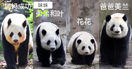 为啥大熊猫3岁多才能辨别性别？