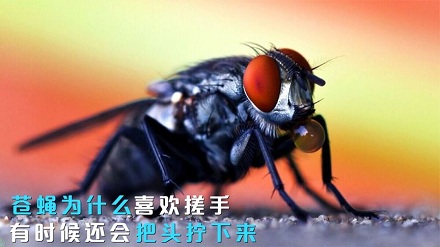 为什么苍蝇一停下来就喜欢搓手？