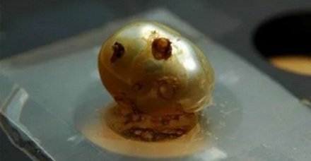 刚挖出来的珍珠,为什么要先塞进豆腐里燕几个小时?