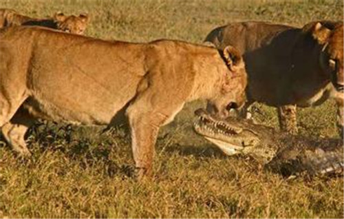在狮群中90％的母狮是负责狩猎的