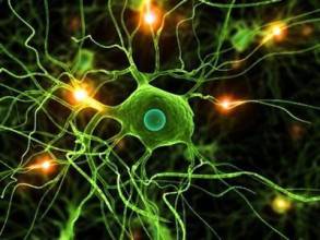 人体的神经细胞有75千米长