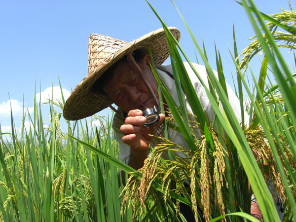 水稻和竹子杂交的产品叫「竹稻」