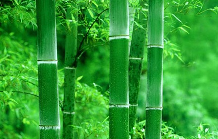 为什么有些植物的茎中间是空的?