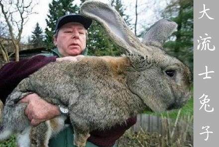 世界上最大的兔子有多大？