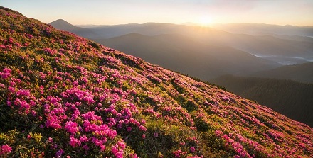 贵州省花杜鹃：贵州毕节市百丽杜鹃