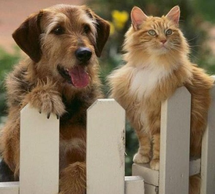 猫和狗谁更聪明?