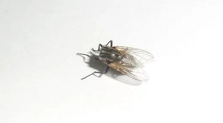 苍蝇会把自己的头拧下来玩?