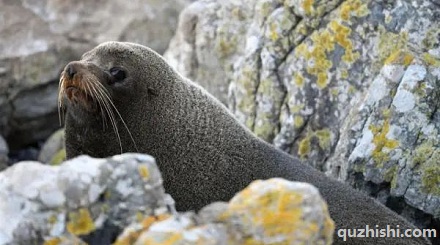 为啥南极的科学家要扇海豹耳光？